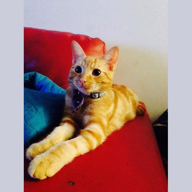 Photo of Peach 