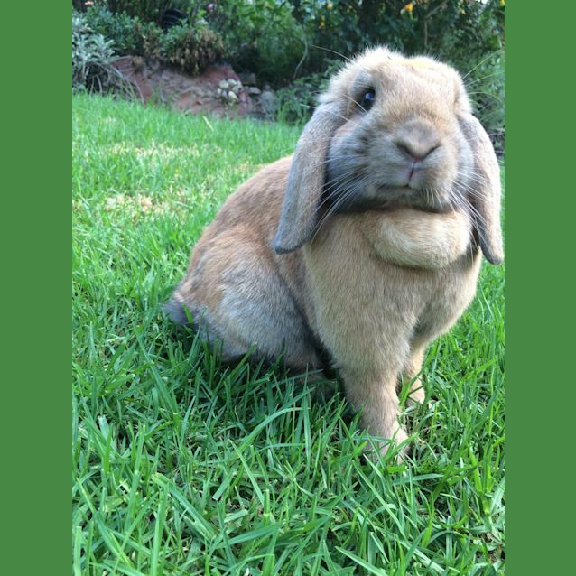 Photo of Maple