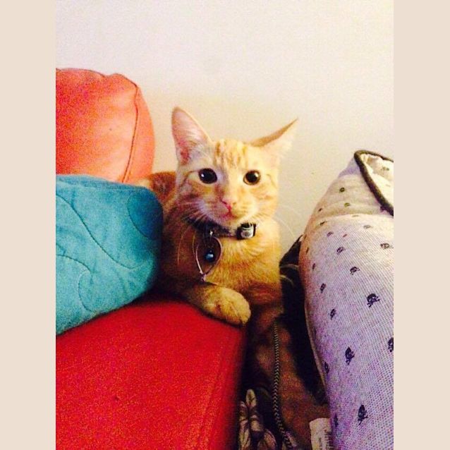 Photo of Peach 