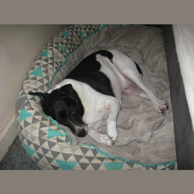 Photo of Patchy