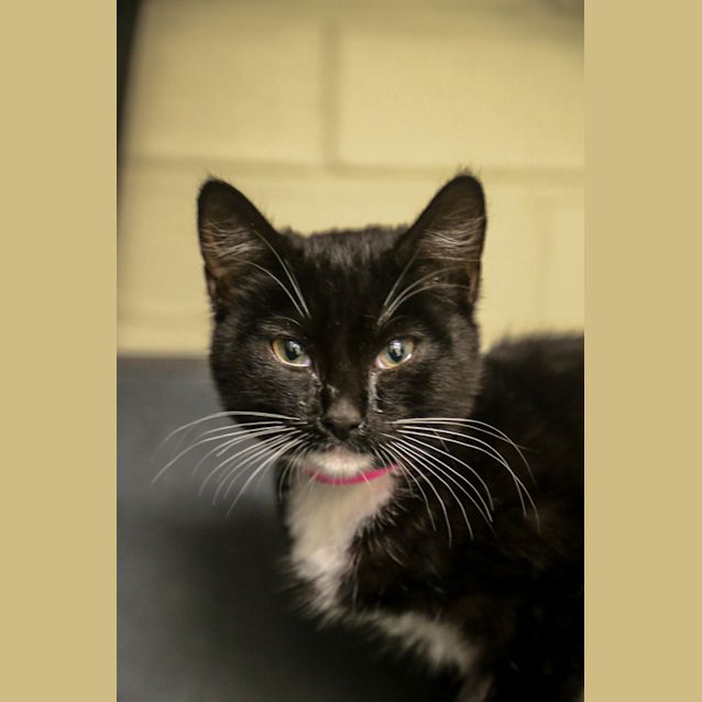 Photo of Sarez (0400)