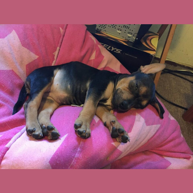 Photo of Coco The Puppy 