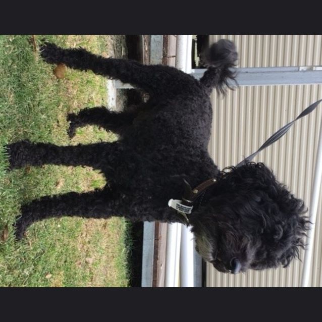 Photo of Paddie