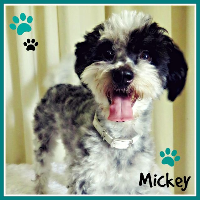 Photo of Mickey