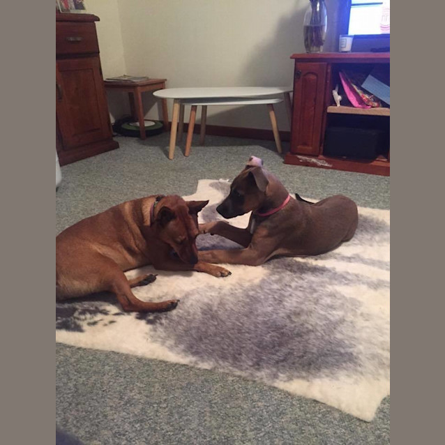 Photo of Cinnamon Dl1395