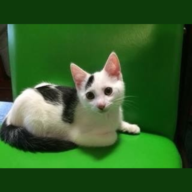 Photo of Charley C Kitten