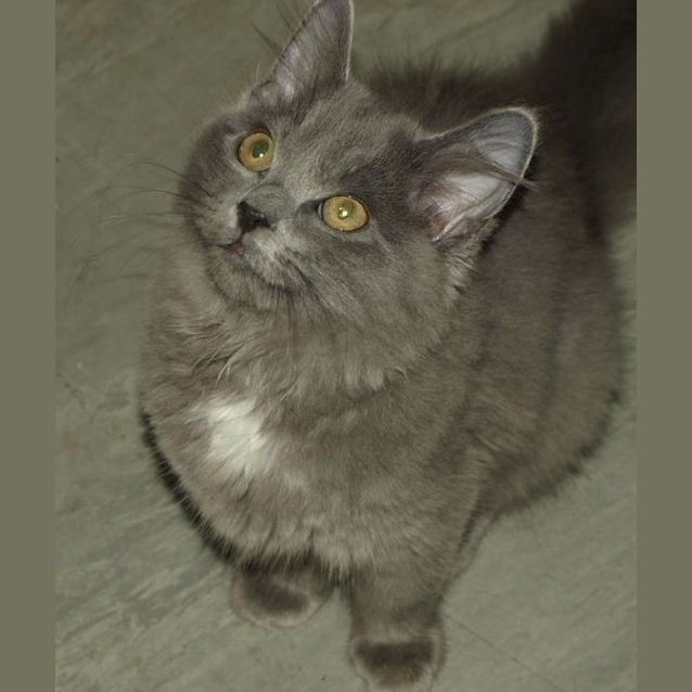 Photo of Stormy Kitten