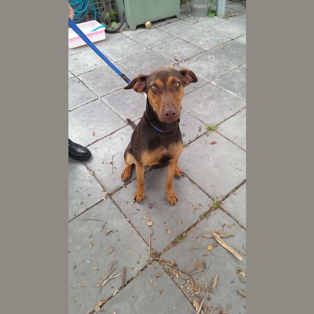 Photo of Skittles Id: 30485