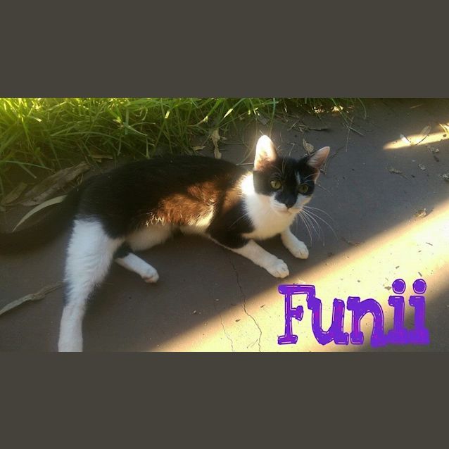 Photo of Funii