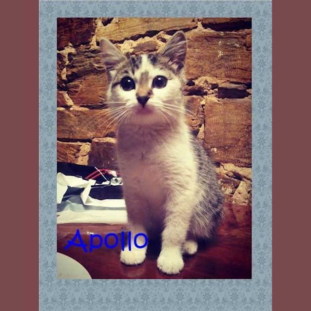 Photo of Apollo
