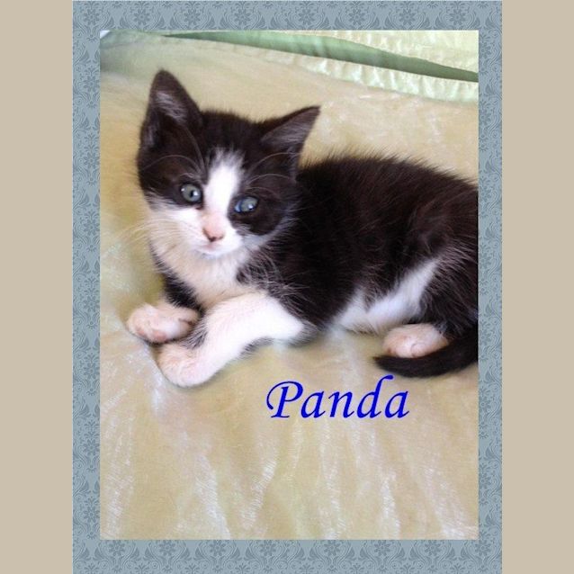 Photo of Panda