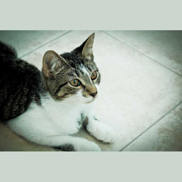 Photo of Stumpy