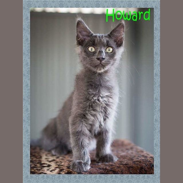 Photo of Howard
