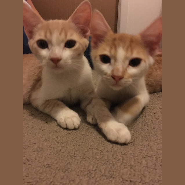 Photo of Simba *$100 Only!*