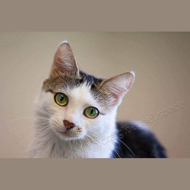 Photo of Polly Adoption Fee $120