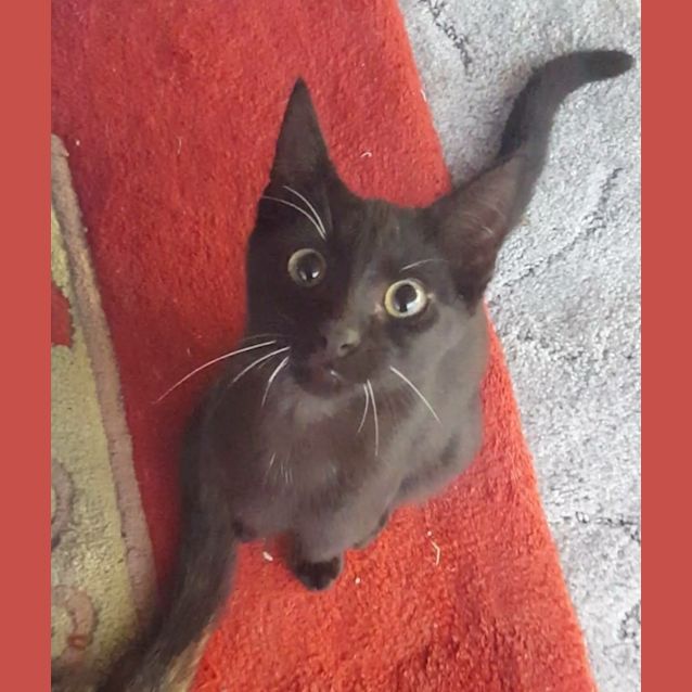 Photo of Radar Kitten