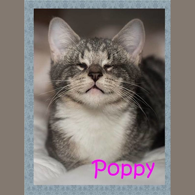 Photo of Poppy