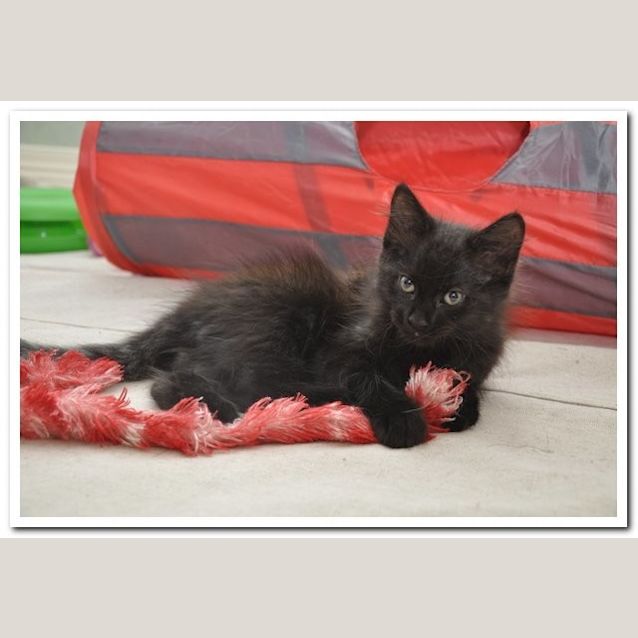 Photo of Liquorice