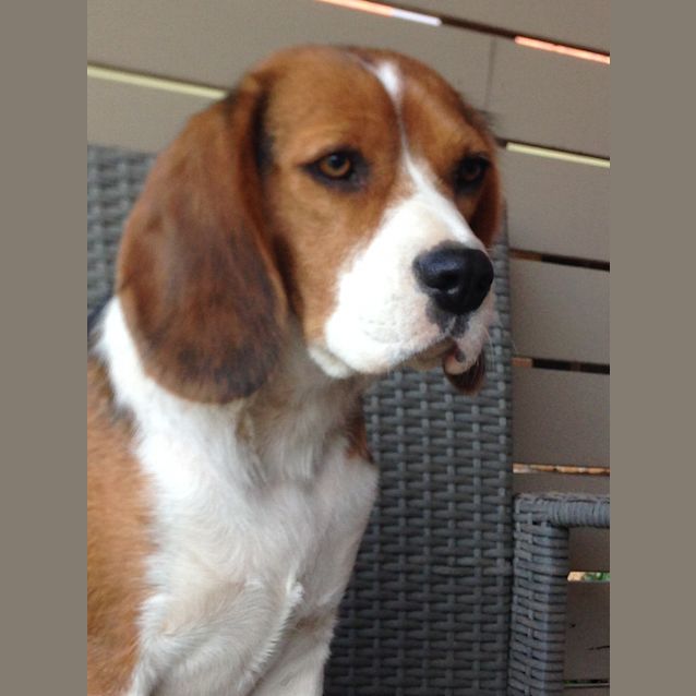 Photo of Aurora   Sweet & Soft Natured