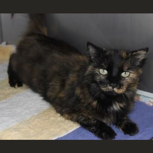 Photo of Sugar