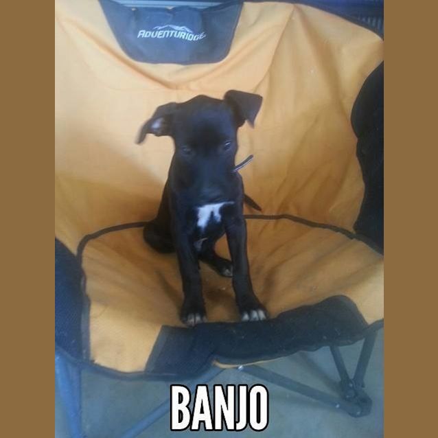 Photo of Banjo