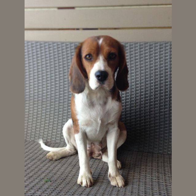 Photo of Aurora   Sweet & Soft Natured