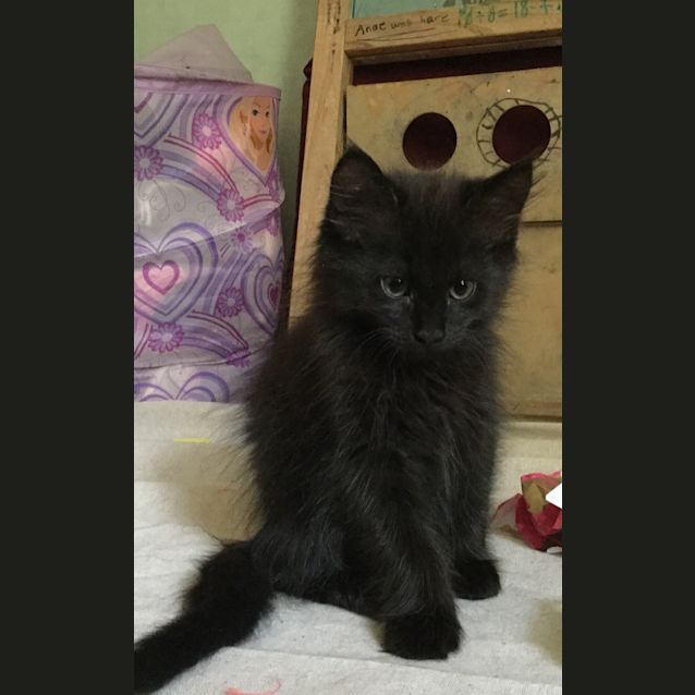 Photo of Midnight