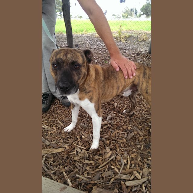 Photo of Bruce Id: 30351