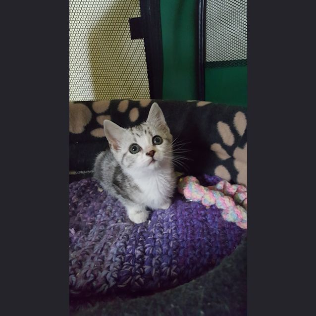 Photo of Layla