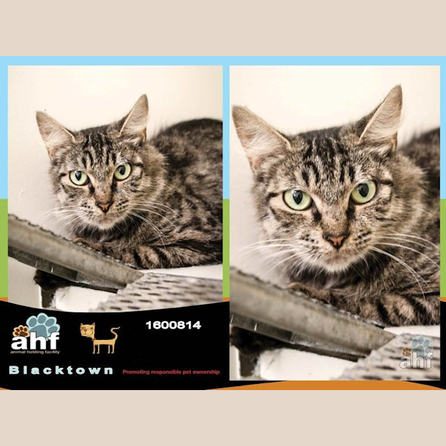 Photo of Rose (0814)