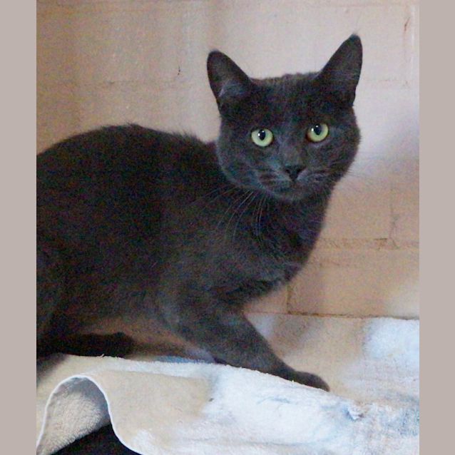 Photo of Champ