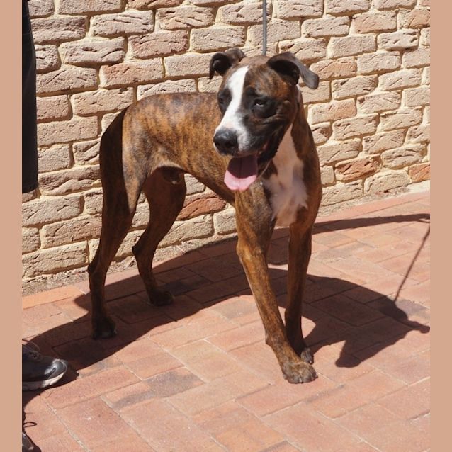 Photo of Dozer