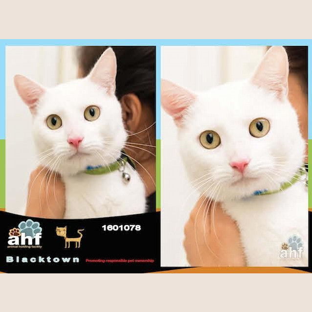 Photo of Kirtling (1078)