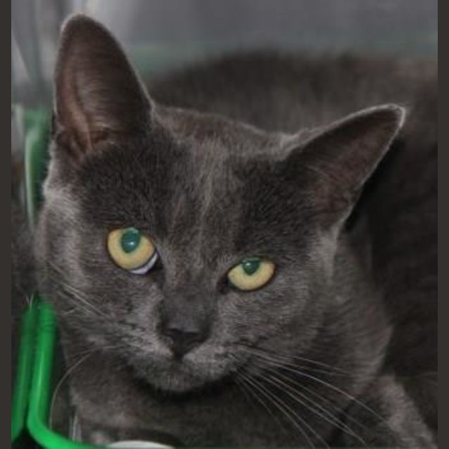 Photo of Luna