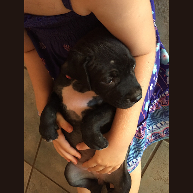 Photo of Isla (Bed43631) *Adopted*