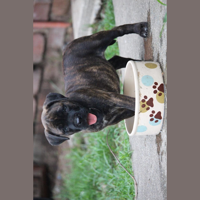 Photo of Roscoe *Adoption Pending*