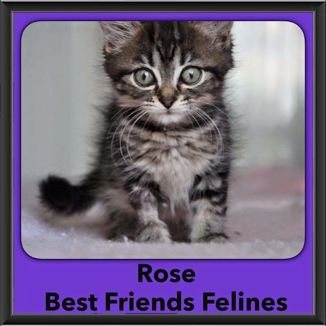 Photo of Rose