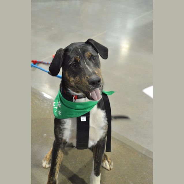 Photo of Max Free To Good Home