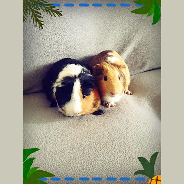 Photo of Boston And Elliot
