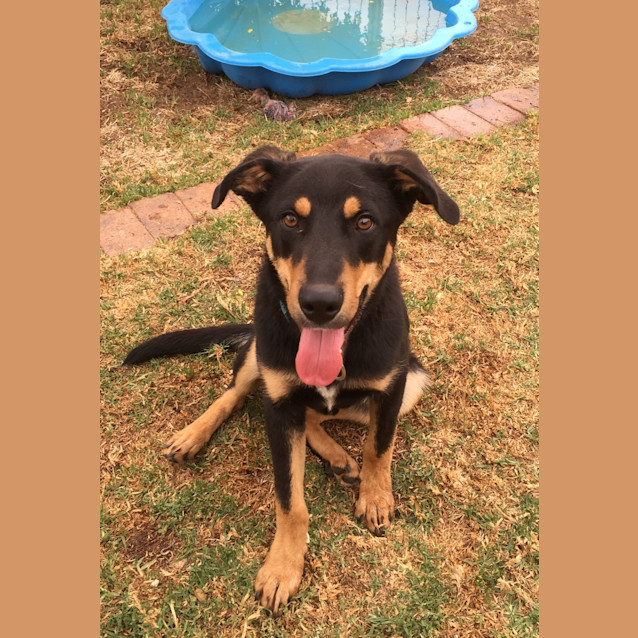 Photo of Rebel