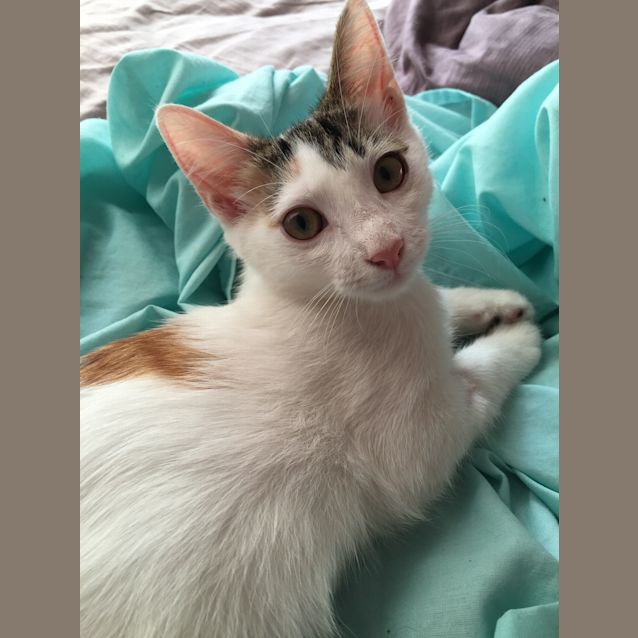 Photo of Cadbury   I'm Sweeter Than Chocolate!