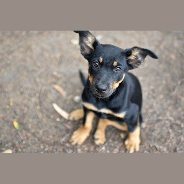 Photo of Chip