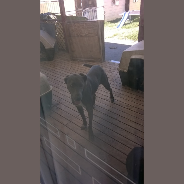 Photo of Koda