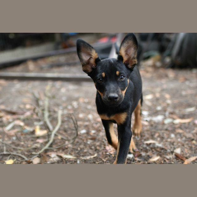 Photo of Ruby