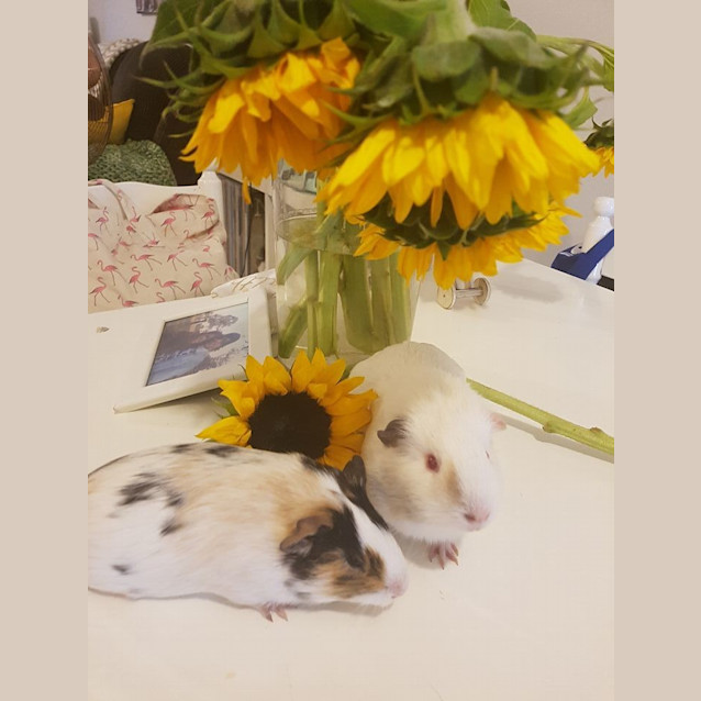 Photo of Yeti And Sesame Baby Guineas