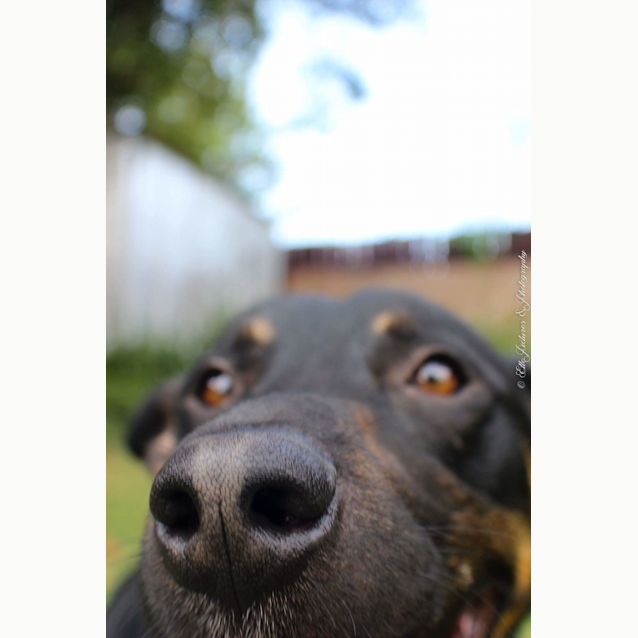 Photo of Kuro *Happiest Dog Ever!