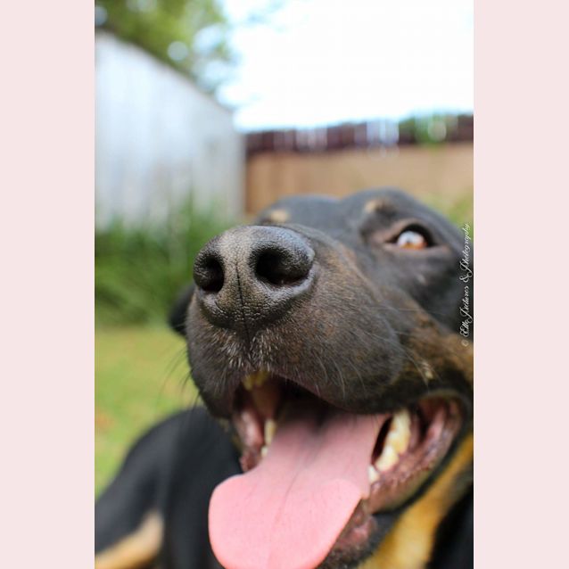 Photo of Kuro *Happiest Dog Ever!