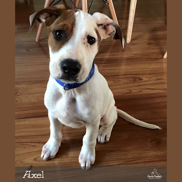 Photo of Axel