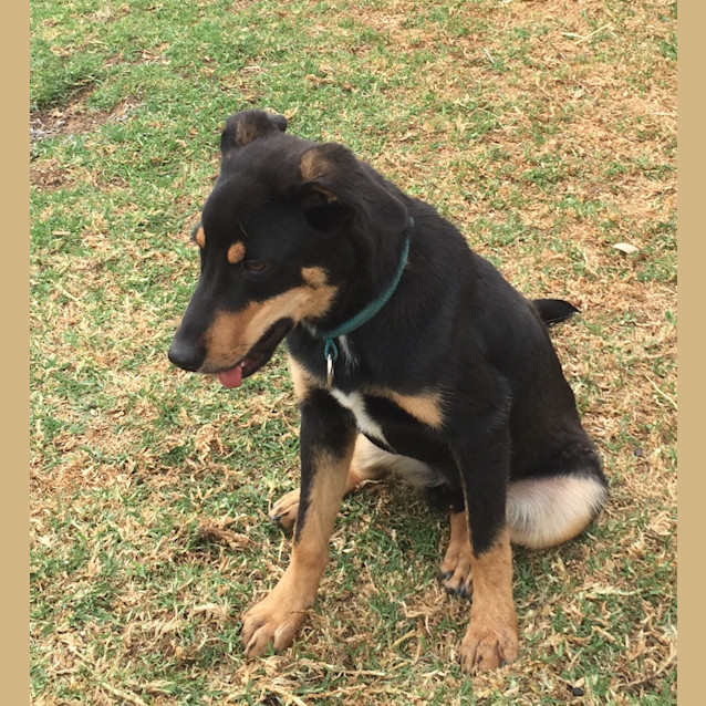 Photo of Rebel