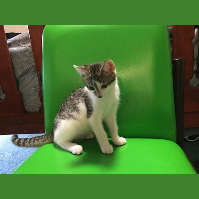 Photo of Ziggy Kitten